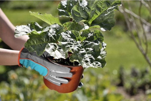 Перчатки садовые GARDENA (р-р 7) 00202-20.000.00, 00202-20.000.00 Перчатки садовые GARDENA (р-р 7) 00202-20.000.00